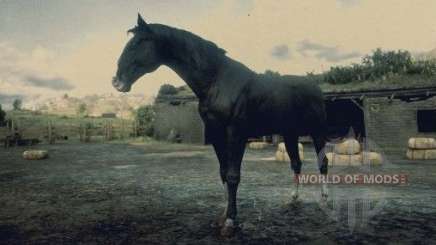 Schwarz Kentucky horse