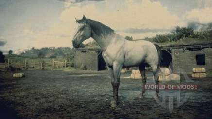 Grau Kentucky horse