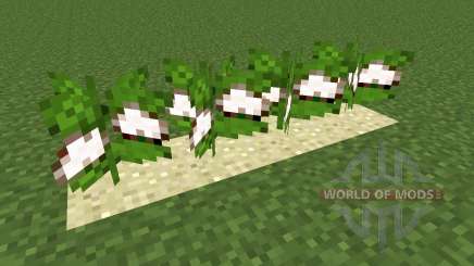 Desert Cotton Mod pour Minecraft